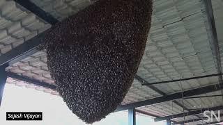 Watch these giant honeybees’ nests ‘shimmer’ | Science News