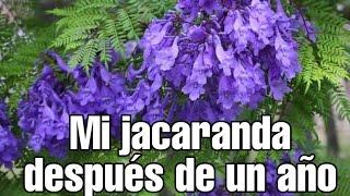 MI JACARANDA DESPUÉS DE UN AÑO | POR QUE  MI JACARANDA NO FLORECE?