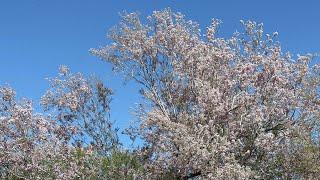 AZ Plant Reviews - Ironwood Tree (Olneya Tesota)