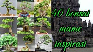 40 TEMA BONSAI MAME - INSPIRASI