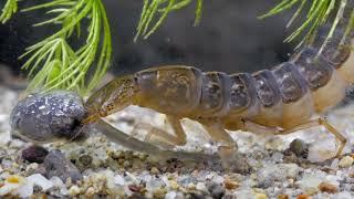 Freshwater Invertebrates (2020). Half hour movie, made by Ferenc Kriska and György Kriska