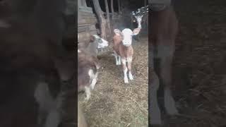 любопытный телёнок #фермерскоехозяйство #ферма #природа #телята #корова