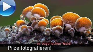 Pilzfotografie im bayerischen Wald