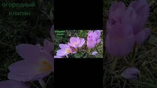 Как Избавиться От Мышей На Огороде!? ЛУЧШИЙ СПОСОБ...#мышь #мышеловка #огород #огородныйклапан