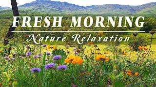 Begin Your day with Healing Nature Meditation  FRESH MORNING AMBIENCE  Spring Sounds in a Meadow