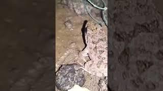 local frog 