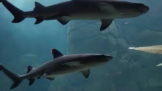 Aquarium Shark Tank in Hawaii