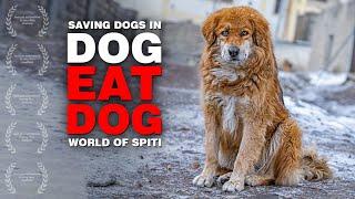 Saving stray dogs from being eaten | Once upon a time in Spiti - Hindi short film