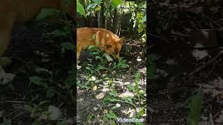 У корги нычка в старой банке