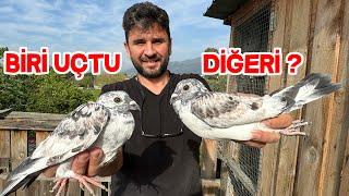 I Spread the Wings of Our Baby Pigeons, Keşpir Brothers