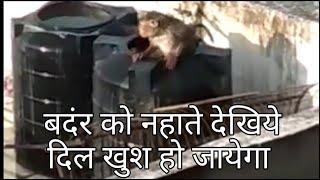 New monkey comedy video 2019 | new funny videos 2019 | Best funny videos 2019