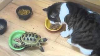 Small turtle attacks a fluffy cat