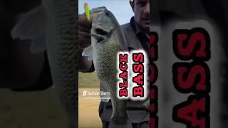 PESCA DEL BLACK BASS #javigraneropescaynaturaleza #pesca #fishing#BLACKBASSFISHING #lobinas #bass