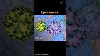 Lysosome Function short intro - #cytology