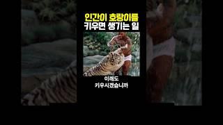 인간이 호랑이를 키우면 생기는 일