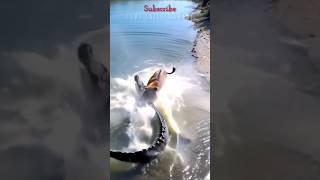 CROCODILE VS LION - The crocodile is defeated by the lion