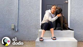 Cámara de seguridad captura a un perro callejero en la puerta de una mujer | El Dodo