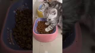 funny cat#cat#cats#catlover #catshorts #funnycats#youtubeshorts #funnyvideo #music#moneycat