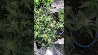 Sour jealousy (Day 64) / Purple Punch (Day 49) / Strawberry Gorilla (Day 33) FastBuds Grow