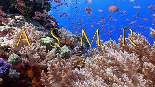 ASMR (Autonomous Sensory Meridian Response) Coral Seas part 1 of Seaquarium's relaxation series.