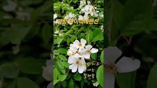 평창여행 평창펜션 찔레꽃 꽃멍 꽃구경 촌캉스 힐링여행 아미띠에펜션 강원도여행 평창가볼만한곳 #평창여행 #평창펜션추천 #평창가볼만한곳 #여행 #꽃멍