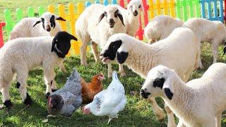 Sounds of farm animals, forest animals, cows, cats, dogs, goats, sheep, ducks, chicks