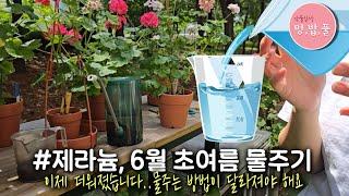 제라늄, 6월의 물주기 #초여름물주기