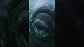 The gaze of a grey whale   #shorts #ocean #youtubeshorts