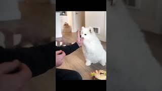 Cute Moment. The cute dog#shorts #pets #viral #fyp #funny #cute