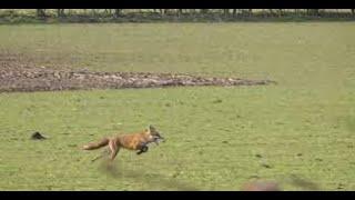 The Ledbury Hunt  23rd November 2018