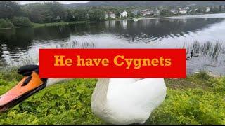 Daddy Swan have his Cygnets in the Water May 24' / But he dont bring them today