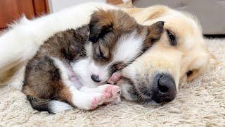 Adorable Puppy Loves Golden Retriever! [Cuteness Overload]