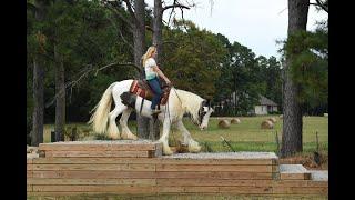 Lennon- Gorgeous Gypsy Vanner Versatile and Fun for Anyone!