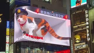 Tokyo Shinjuku 3D cat billboard Japan