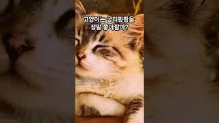 고양이는 궁디팡팡을 정말 좋아할까? Shorts