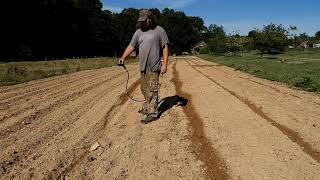 Planting The Sorghum Seeds For Sorghum Molasses