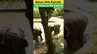 Elephants at Dehiwala Zoo|elephant|shorts|tusker|naturewithRejinath|shorts|nature|animals|wildanimal