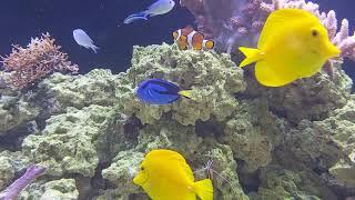 SEA WATER FISH TANK Butterfly Garden - Exotic Relaxed Mindfulness Creation Family Tranquility