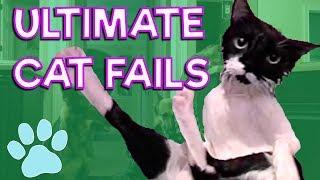 The Ultimate Cat Fail Compilation 2017 | #thatpetlife