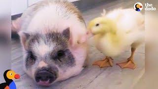 Rambunctious Rescue Pig Adopts Duckling | The Dodo Odd Couples