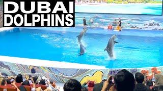 Dubai Dolphin Show | 4K | Dubai Dolphinarium Show