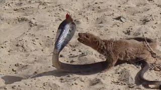 snake vs mongoose real fight || ultimate wild fight in desert