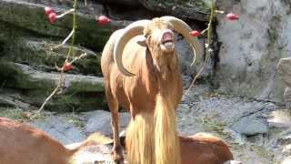 Ram screaming like a human (Barbary sheep)