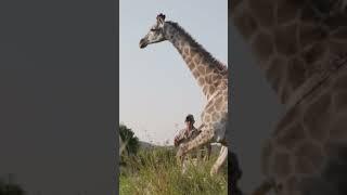 Giraffe Capture - Conservation in Action