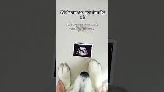 만나서 반가워 태리야  웰컴 투 복덩이네 : ) #가족 #아기 #baby #welcome #our #husky #family #임밍아웃 #임산부 #dogfamily #angel