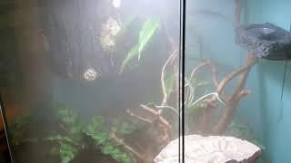 Crested Gecko's Bioactive with Fogger