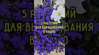 5 садовых однолетников для контейнерного сада