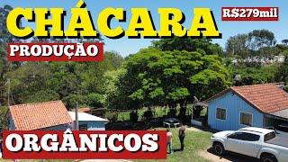 CHÁCARA CULTIVO ORGÂNICO - POMAR - MINA D’ÁGUA - ESTUFA - 2 CASAS R$279mil