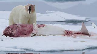 This Giant even hunts WHALES! The Polar Bear is the ferocious master of the Arctic!