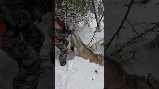 Охота на волка! ВОТ ЭТО ВОЛЧАРА!